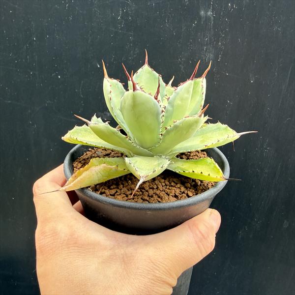 多肉植物：アガベ 吉祥冠錦 中斑*幅10cm | すべての商品 | 遊恵盆栽 本店