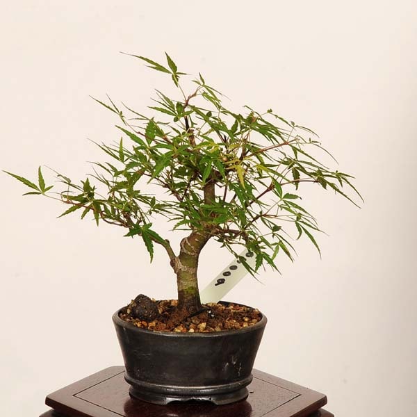 盆栽：長良川紅葉 現品*一点物 もみじ ナガラガワモミジ Momiji bonsai