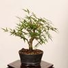 �ߺϡ�Ĺ������ա�����*����ʪ ��ߤ����ʥ��饬���ߥ���Momiji bonsai �����ߺ�