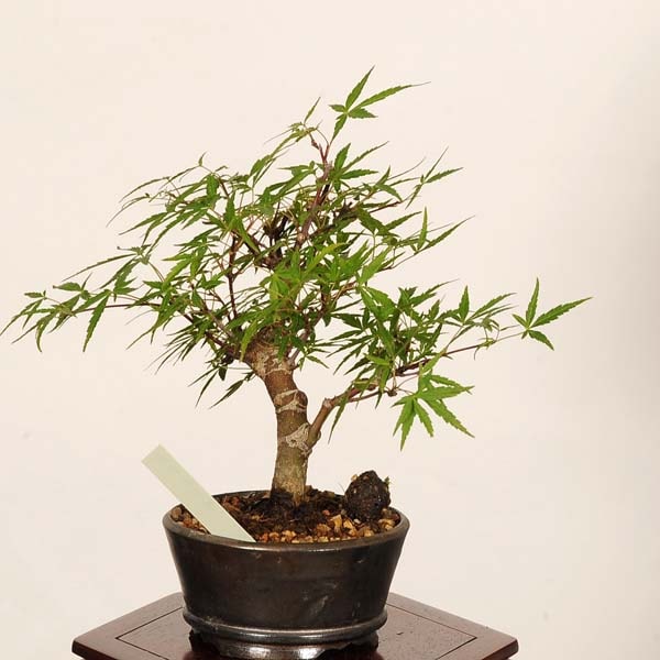 盆栽：長良川紅葉 現品*一点物 もみじ ナガラガワモミジ Momiji bonsai