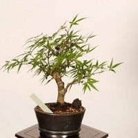 盆栽：長良川紅葉 現品*一点物 もみじ ナガラガワモミジ Momiji bonsai