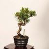 �ߺϡ����վ�*���� ����ʪ ���褦�ޤġ����襦�ޥġ�Goyoumatsu bonsai �����ߺ�