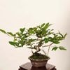 �ߺϡ�Ϸ��� ����*����ʪ �������  ���������Diospyros rhombifolia��rouyagaki bonsai �����ߺ�
