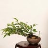 �ߺϡ�Ϸ��� ����*����ʪ �������  ���������Diospyros rhombifolia��rouyagaki bonsai �����ߺ�