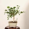 �ߺϡ����(�����祦�������礦) �ɥ�� ����*����ʪ  Ginkgo biloba��Icho bonsai �����ߺ�