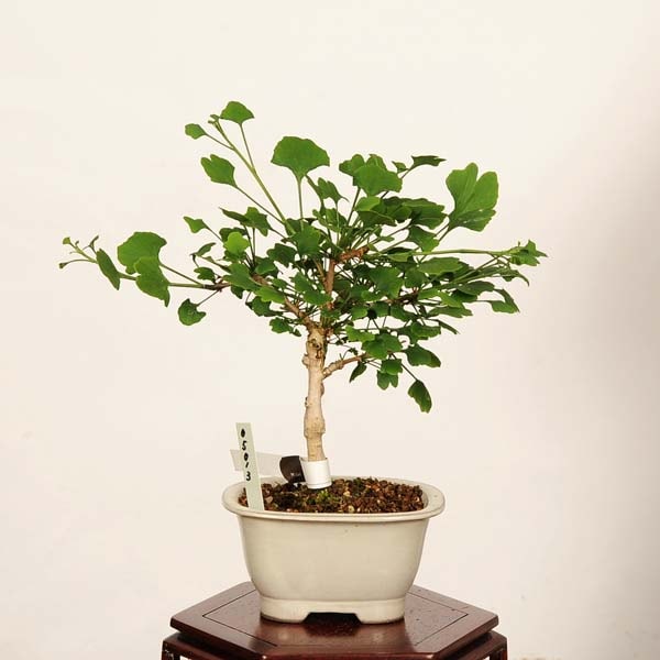 盆栽：銀杏(イチョウ・いちょう) ドワーフ 現品* Ginkgo biloba Icho