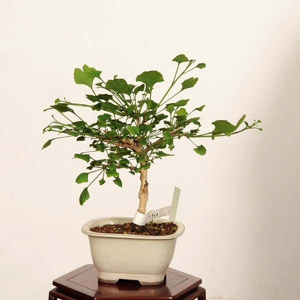 盆栽：銀杏(イチョウ・いちょう) ドワーフ 現品* Ginkgo biloba Icho
