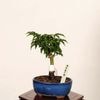 �ߺϡ����Ƭ(����������)����*���� ����ʪ ��ߤ�����ߥ���Acer momiji bonsai  �����ߺ�