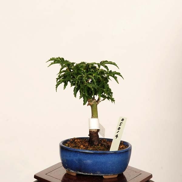 盆栽：獅子頭(シシガシラ)紅葉*現品 一点物 もみじ モミジ Acer momiji