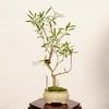 �ߺϡ�������ǭ�� ����*����ʪ  �ͤ���ʤ����ͥ���ʥ� Salix gracilistyla��nekoyanagi bonsai �����ߺ�
