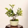 �ߺϡ�ɱ�ŷ��Ӹ�ʤ�󤴡���󥴡�*���ʡ�����ʪ Malus domestica��ringo bonsai�����ߺ�