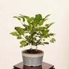 �ߺϡ�ɱ���(�Ȳ���)*���ʡ�����ʪ �Ӹ� ��󤴡���� Malus domestica��ringo bonsai�����ߺ�