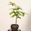 �ߺϡ��ٻΤ֤ʡʥ֥ʡ˸���*�� ����ʪ��Fagus crenata��Bunabpnsai �����ߺ�