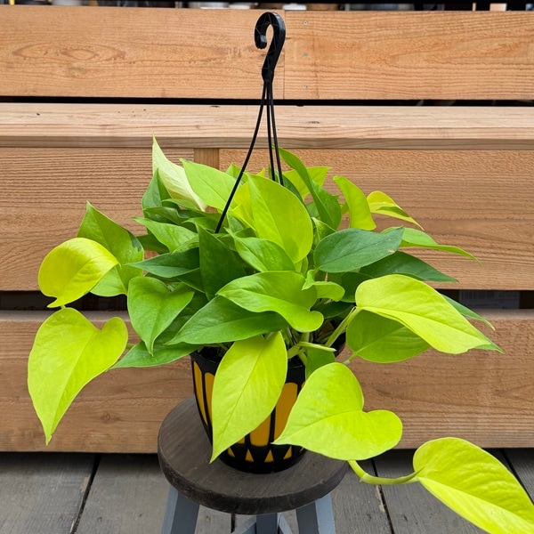 観葉植物：ポトス ライム*5号 吊り鉢 | すべての商品 | 遊恵盆栽 本店