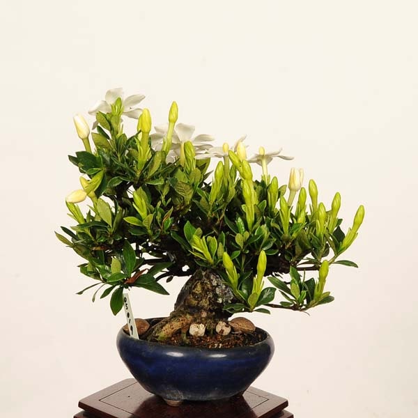 盆栽：特選実成くちなし現品*一点物 梔子 クチナシ Minarikuchinashi