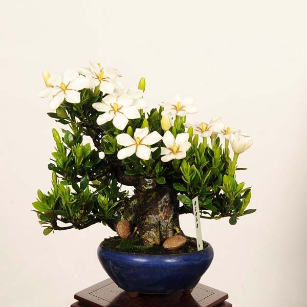 盆栽：特選実成くちなし現品*梔子 クチナシ Minarikuchinashi bonsai