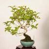 �ߺϡ����缰��(����餵��������)����*����ʪ ��饵�������֡�murasakishikibu Callicarpa japonica�����ߺ�