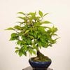 �ߺϡ����缰��(����餵��������)����*����ʪ ��饵�������֡�murasakishikibu Callicarpa japonica�����ߺ�