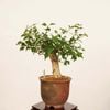 �ߺϡ��ˤ�����������*����ʪ �����ǡ������ǡ�Kaede bonsai   Premna japonica �����ߺ�