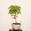 �ߺϡ�������*���� ����ʪ ����ߤ�����ߥ���Momiji bonsai �����ߺ�