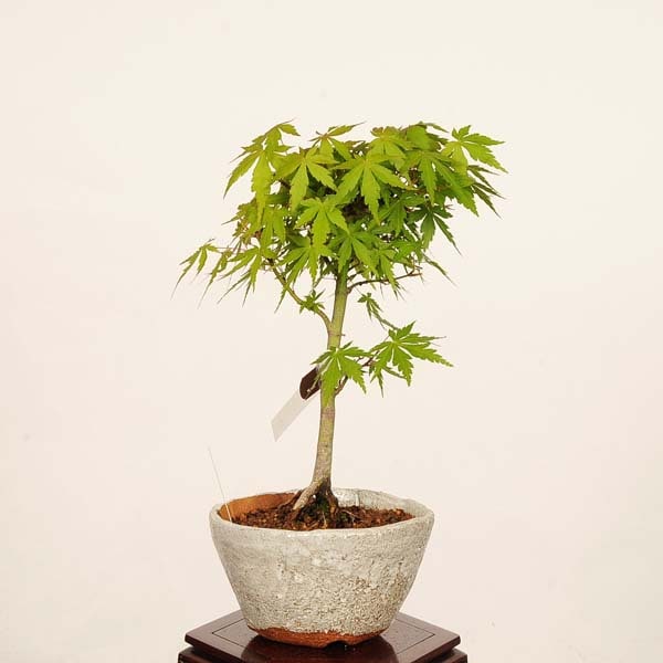 小品盆栽　　山モミジ 太い古木 盆栽：山紅葉*現品 一点物 山もみじ モミジ Momiji bonsai 小品盆栽