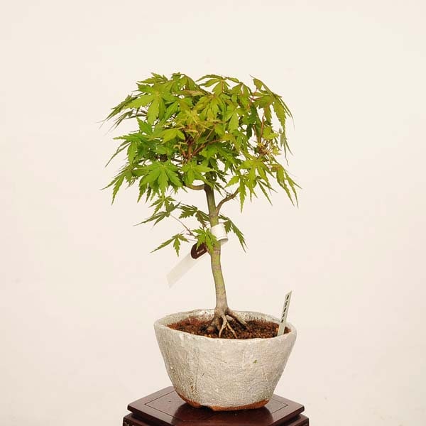 盆栽：山紅葉*現品 一点物 山もみじ モミジ Momiji bonsai 小品盆栽