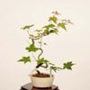 �ߺϡ�������*���� ����ʪ ����ߤ�����ߥ���Momiji bonsai �����ߺ�