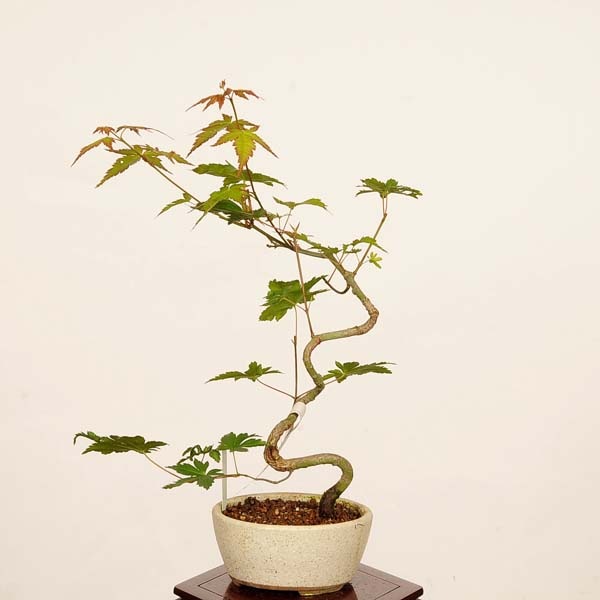盆栽：山紅葉*現品 一点物 山もみじ モミジ Momiji bonsai 小品盆栽