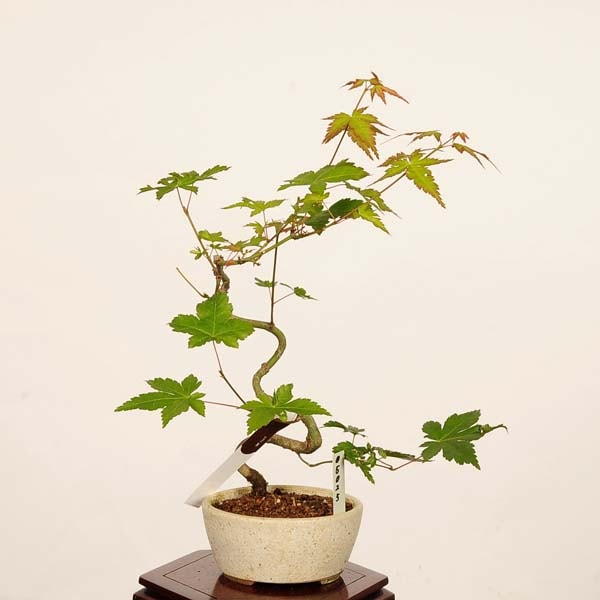 盆栽：山紅葉*現品 一点物 山もみじ モミジ Momiji bonsai 小品盆栽