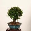 �ߺϡ����˳�ʥ����󥫥���˸���*����ʪ �����󤫤��顡 Kazura bonsai �����ߺ�