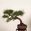 �ߺϡ��־��ʥ����ޥġ�*���� ����ʪ �����ޤ� Akamatsu bonsai �����ߺ�