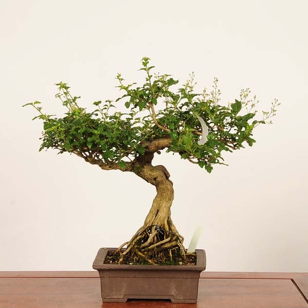 盆栽：におい楓 現品*一点物 かえで カエデ Kaede bonsai Premna