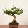 �ߺϡ��ˤ�����������*����ʪ �����ǡ������ǡ�Kaede bonsai   Premna japonica �����ߺ�