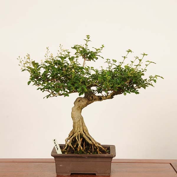 盆栽：におい楓 現品*一点物 かえで カエデ Kaede bonsai Premna