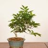�ߺϡ��ٻΤ֤ʡʥ֥ʡ˸���*�� ����ʪ��Fagus crenata��Bunabpnsai �����ߺ�