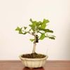 �ߺϡ����(�����祦)*���� ����ʪ �����礦 Icho bonsai  �����ߺ�