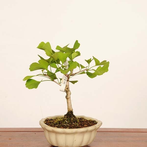 盆栽：銀杏(イチョウ)*現品 一点物 いちょう Icho bonsai 中品盆栽