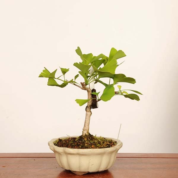 盆栽：銀杏(イチョウ)*現品 一点物 いちょう Icho bonsai 中品盆栽