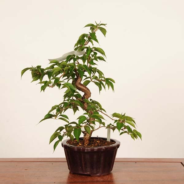 �ߺϡ������  *���� ����ʪ �����顡�����顡Jyuugatsusakura bonsai �����ߺ�