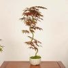 �ߺ� ������(������)������*��ߤ�����ߥ���Momiji bonsai �����ߺ�