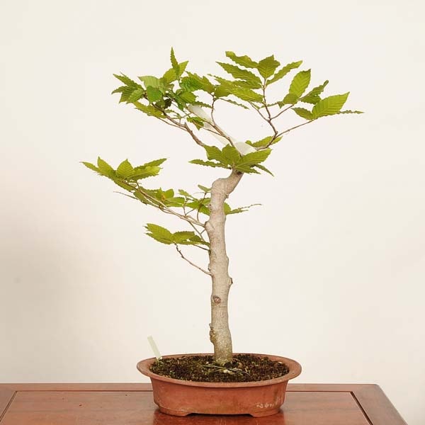 �ߺϡ��ٻΤ֤ʡʥ֥ʡ˸���*�� ����ʪ��Fagus crenata��Bunabpnsai �����ߺ�