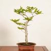 �ߺϡ��ٻΤ֤ʡʥ֥ʡ˸���*�� ����ʪ��Fagus crenata��Bunabpnsai �����ߺ�