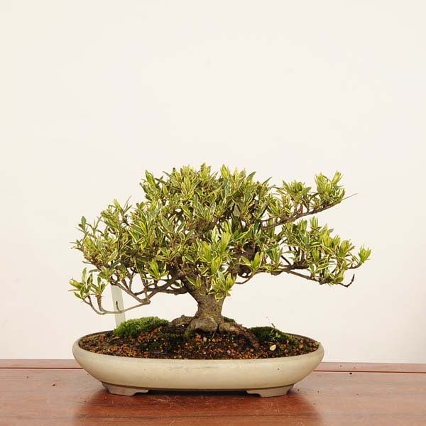 �ߺϡ��������(�����ʤ�)������*�����ʥ� Kuchinashi bonsai �����ߺ�