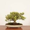 �ߺϡ��������(�����ʤ�)������*�����ʥ� Kuchinashi bonsai �����ߺ�