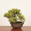 �ߺϡ��������(�����ʤ�)������*(ȭ����ͭ)����ʪ �����ʥ� Kuchinashi bonsai �����ߺ�