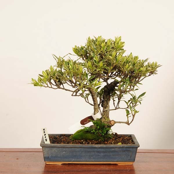 �ߺϡ��������(�����ʤ�)������*�����ʥ� Kuchinashi bonsai �����ߺ�
