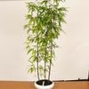 �ߺϡ����ݡʤ��������˸���*�� ����ʪ������������Phyllostachys nigra��kurochikubonsai �����ߺ�