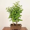 �ߺ� ���������(�����祦)��*���� ����ʪ �����礦 Icho bonsai  �����ߺ�