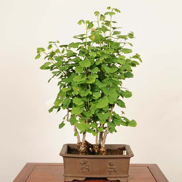 盆栽 特選：銀杏(イチョウ)寄せ*現品 一点物 いちょう Icho bonsai 大