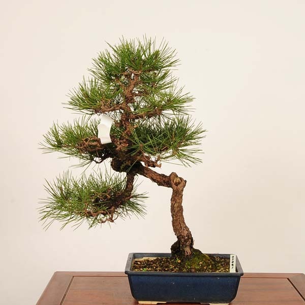 �ߺ� �����Ϲ���*������ ����ʪ  �����ޤġ������ޥġ�Kuromatsu bonsai �����ߺ�